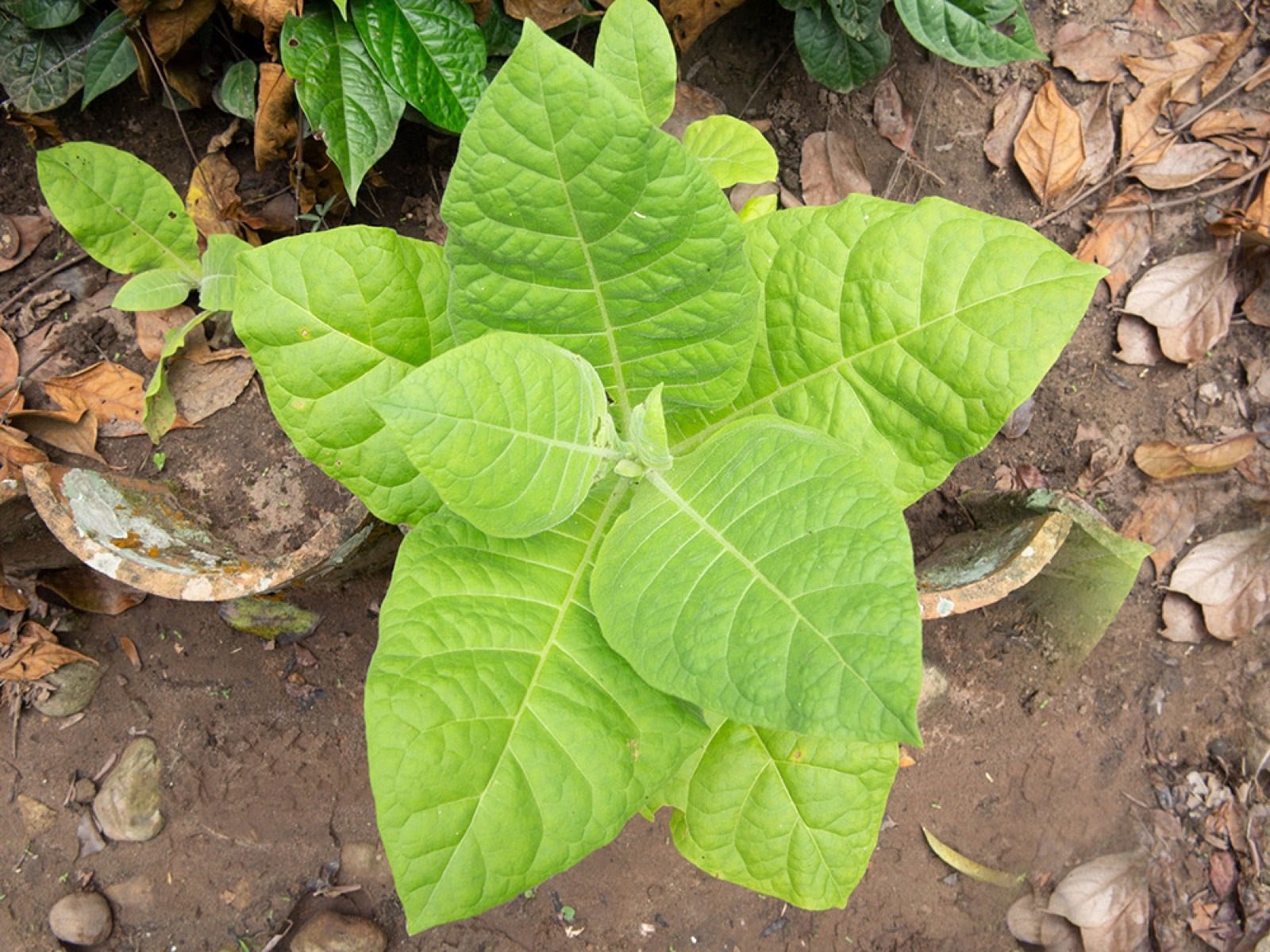 Planta de Nicotiana rustica, tabaco tradicional usado en la preparación del rapé